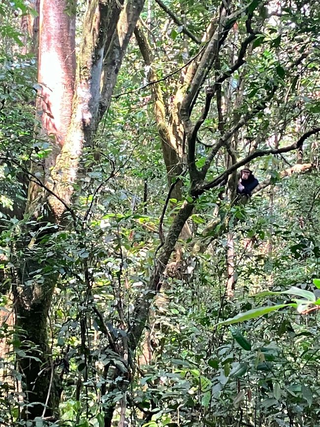 Schimpansen im Kalinzu Forest und Twin Lakes