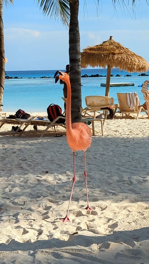Flamingos laufen zwischen den Liegen herum