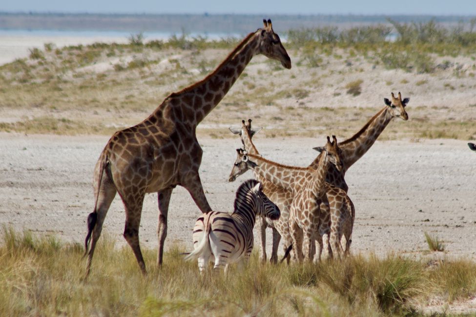 Namibia 2024: Safari Time