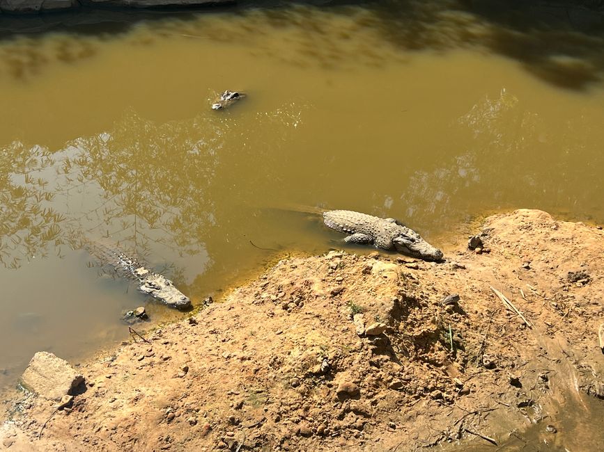 Tag 16 - Phu Quoc: Tierische Higloghts und glitzerndes Einhorn