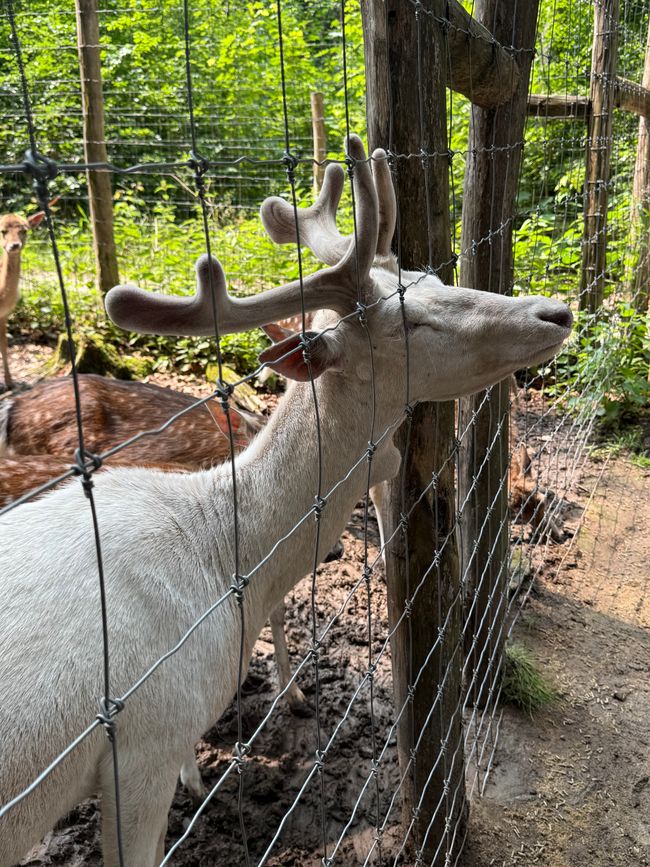 📍Wildpark, Hundshaupten/ 📍Wildlife Park, Hundshaupten