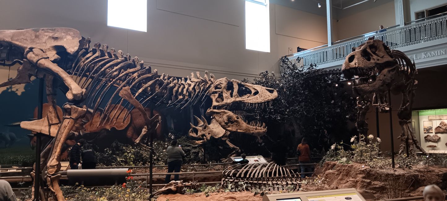 Museum of natural history I