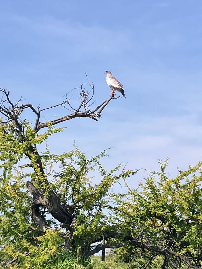 El Parque Nacional Etosha