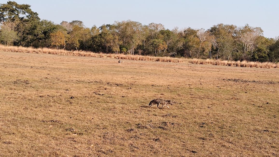 Brasil, A través del Pantanal