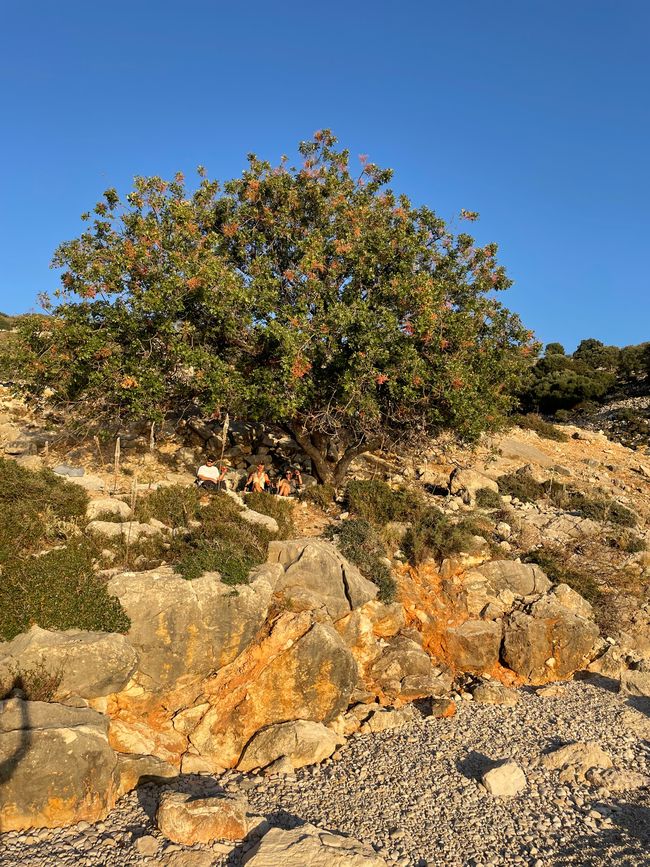 Aperitivo bajo el árbol de pistacho