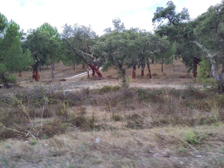 Pachamama