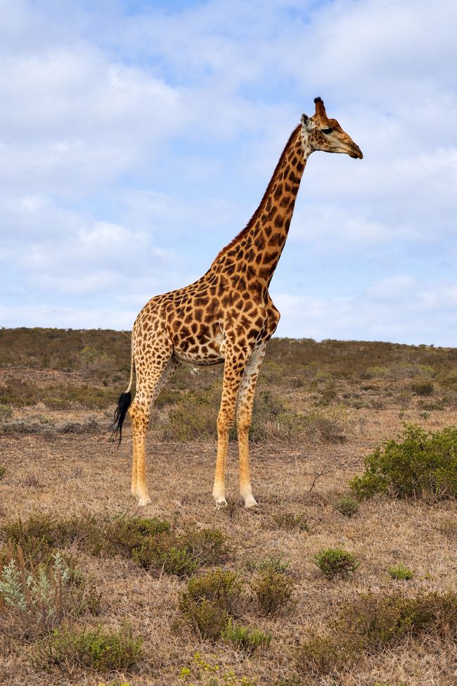 Da Città del Capo a Hartenbos nella natura