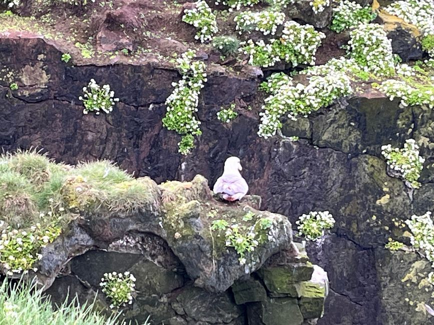 Auf der Jagd nach Puffins