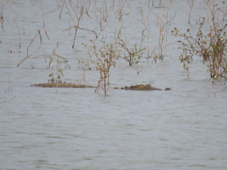 Udawalawa - Safari avec des éléphants