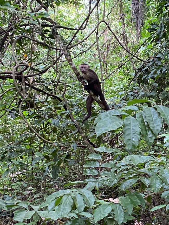 哥伦比亚 🇨🇴