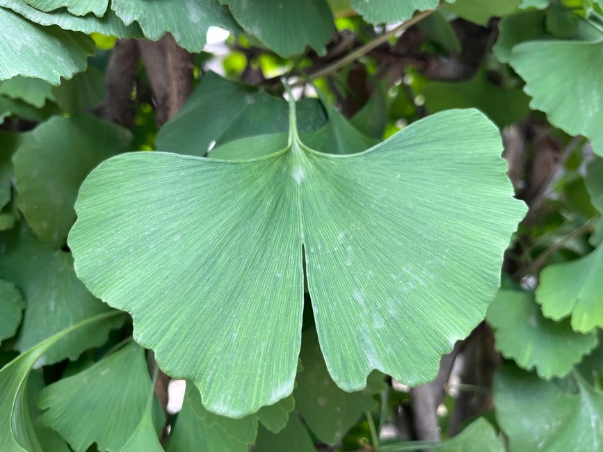 Ginko in Moscheegarten 