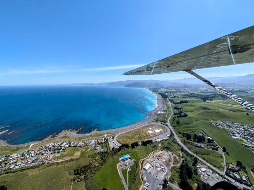 „Animal Watching“ in Kaikoura – Part Two (Seals, No Whales & Dolphins? - but Sheeps!)