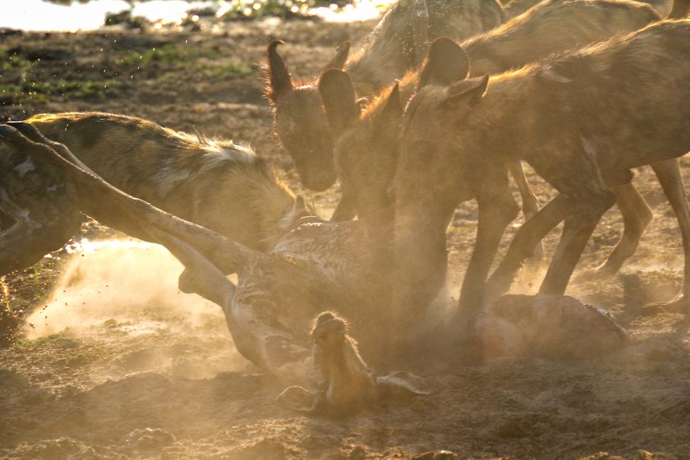 Okavango Delta, ein Eldorado für Tiergeschichten