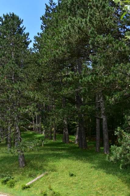 * * * Juniper Grove and Rock Face: a hike in the wild beauty of the Lochen Pass * * *