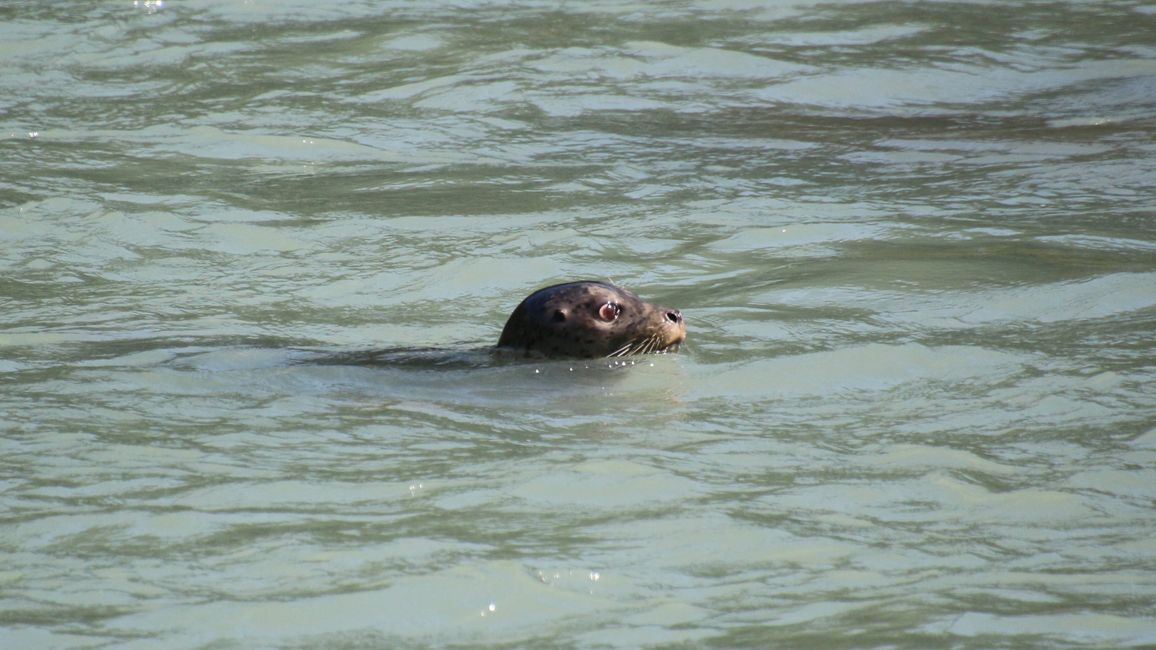 Day 25: Chilkoot Lake & more 'Bear' than we would like