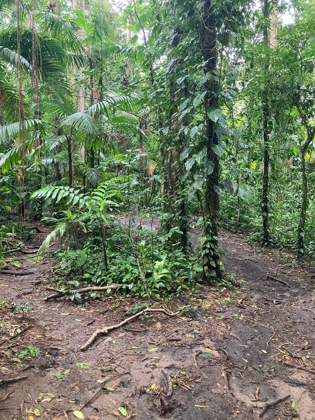 La Fortuna/Vulcain El Arenal