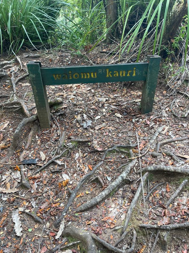 Heute ist Wandertag! Coromandel Forest Park - Waiomu Kauri Grove