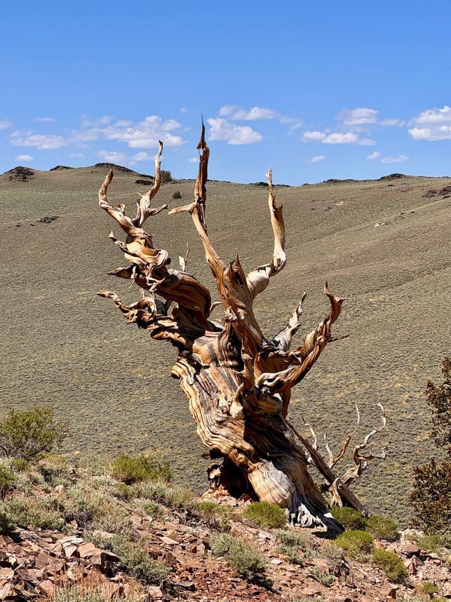 Foresta di Pino Bristlecone Antico – gli alberi più antichi del mondo