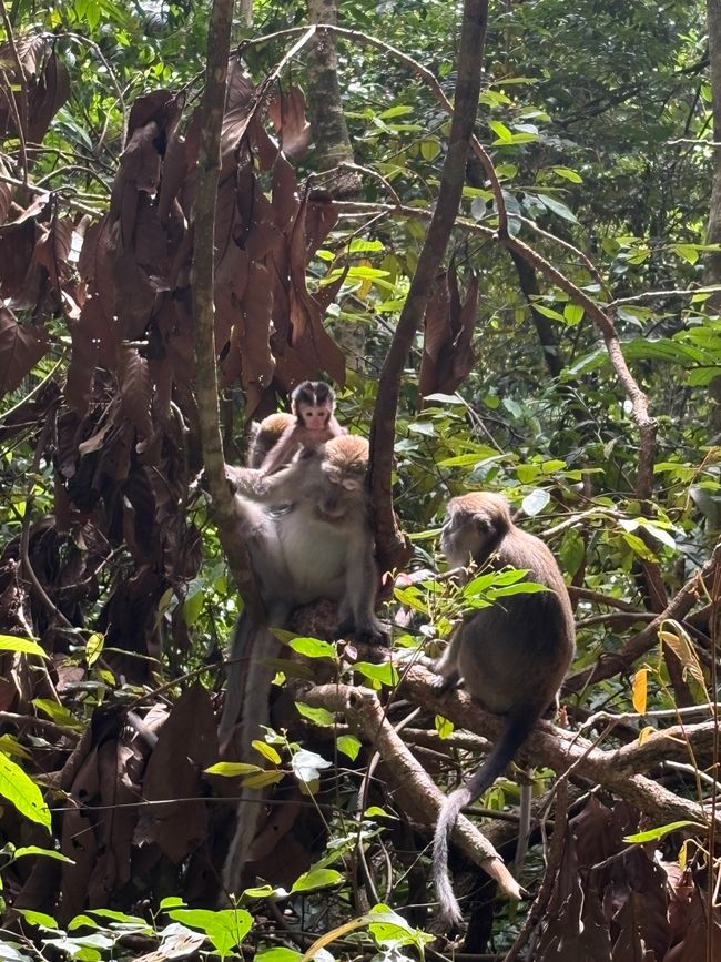 En los orangutanes