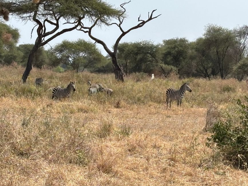 Parc national de Tarangire