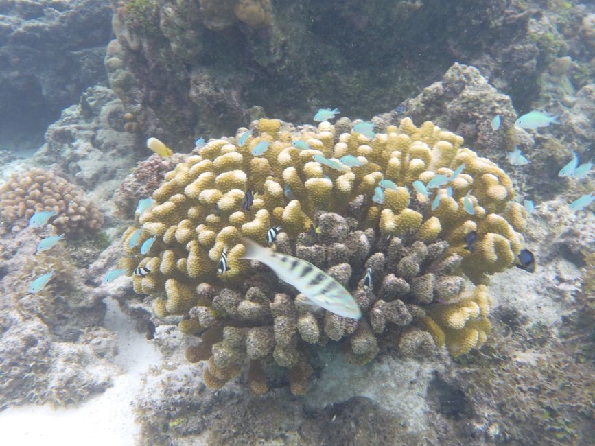 2025-04-23 Tahiti und Huahine