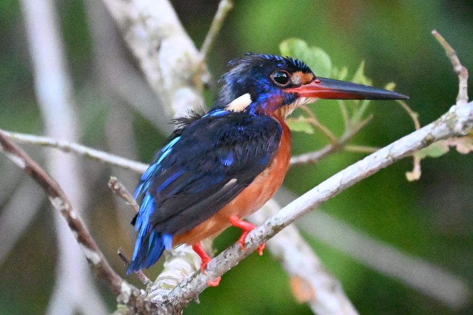 Kinabatangan