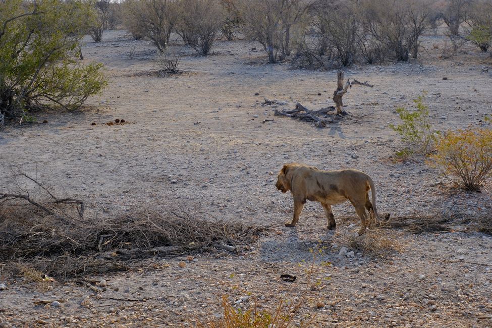 Etosha National Park 🐘🦒