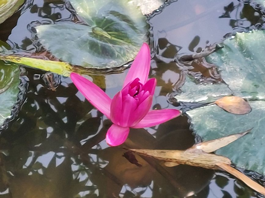 Lotusblüte