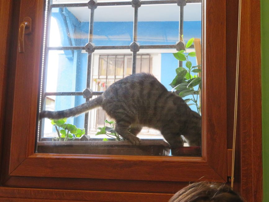 Le chat tenace