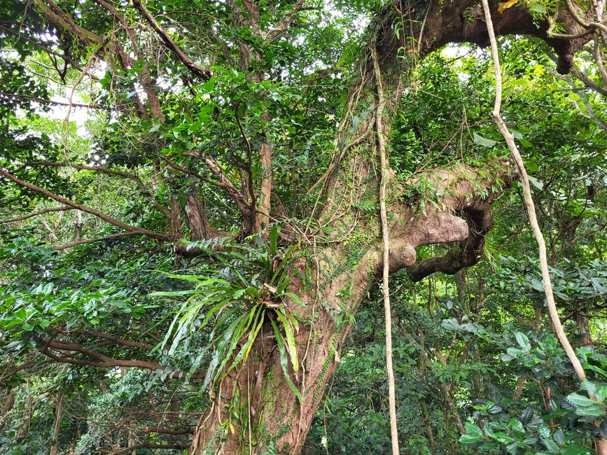 Teleférico 