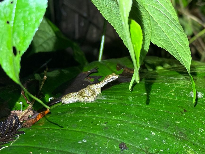 Anolis Marrón