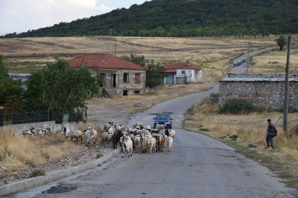Capre e pecore