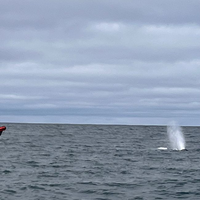 Whale Watching Husavik
