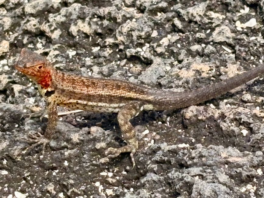 Isabela (Galápagos)