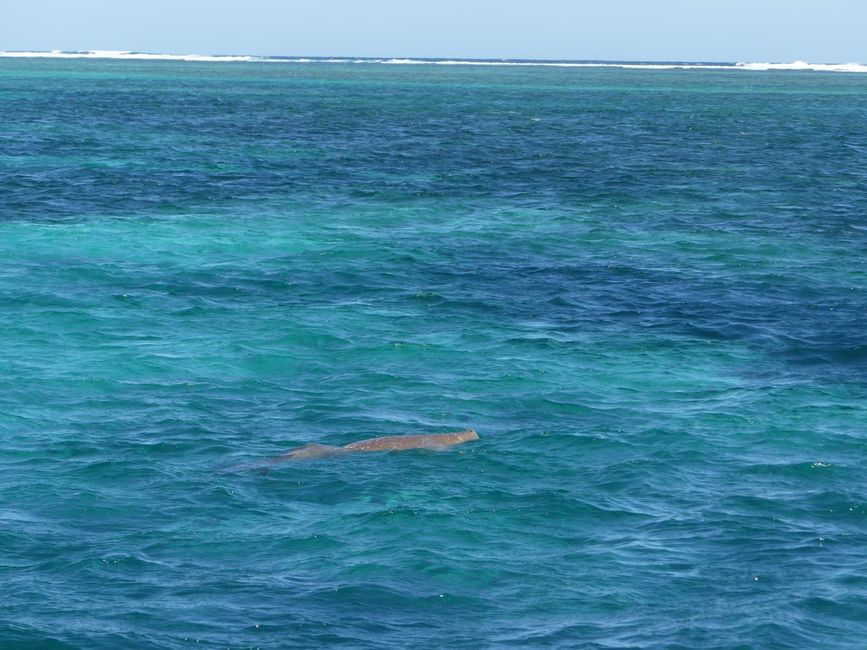 Humpback whale