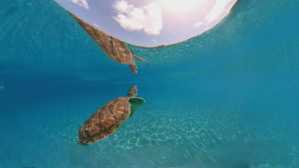 Tag 3 - Shete Boka NP & Playas mit Schildkröten!
