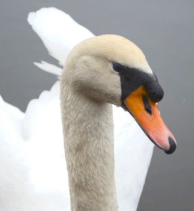 S T A U F E R Z E I T 
     
U N D

S E E I D Y L L E : ein Tag im Kloster Adelberg