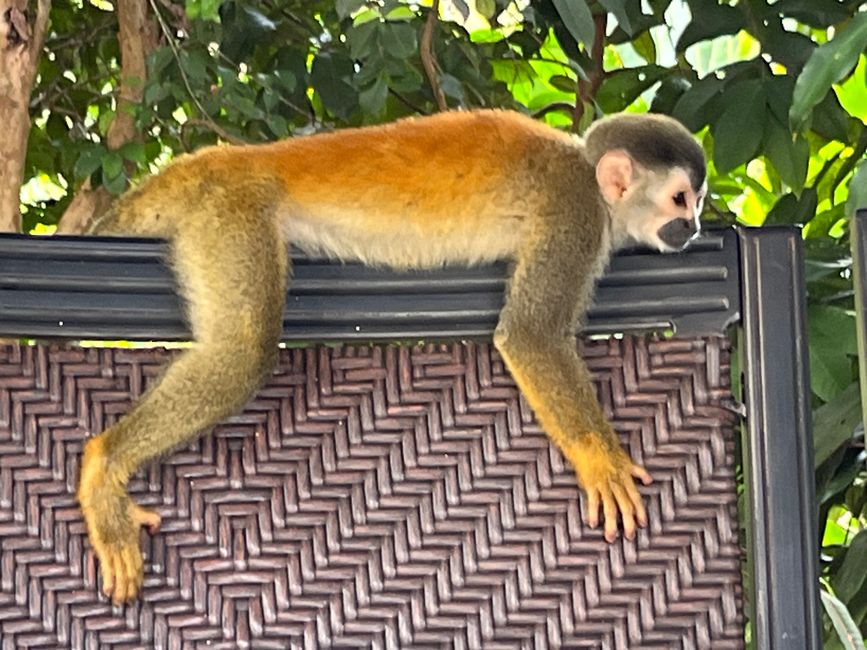 Manuel Antonio 2. Tag