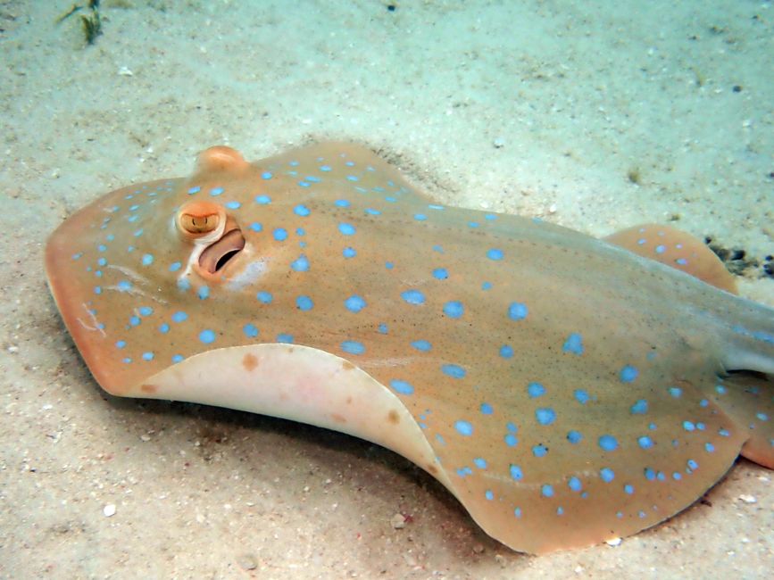 Great Barrier Reef