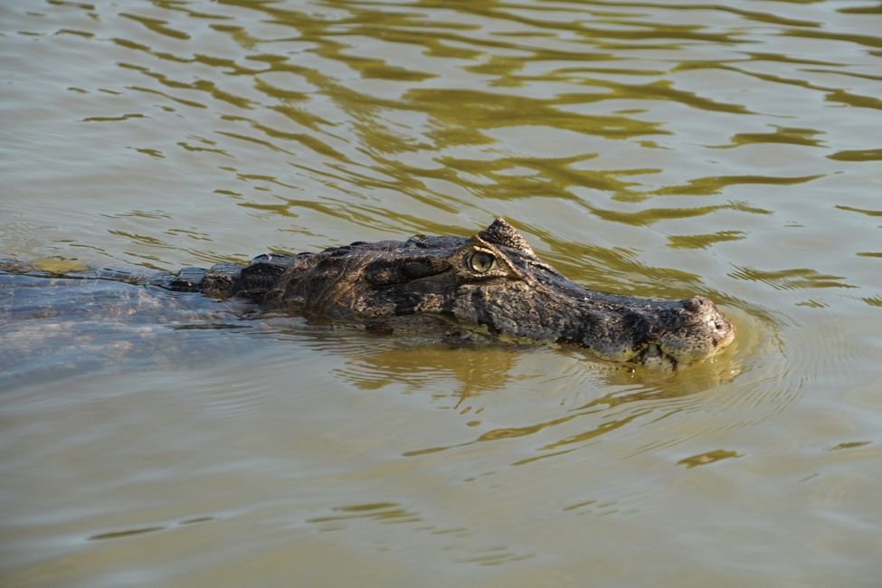 Excursión en barco en el Pantanal