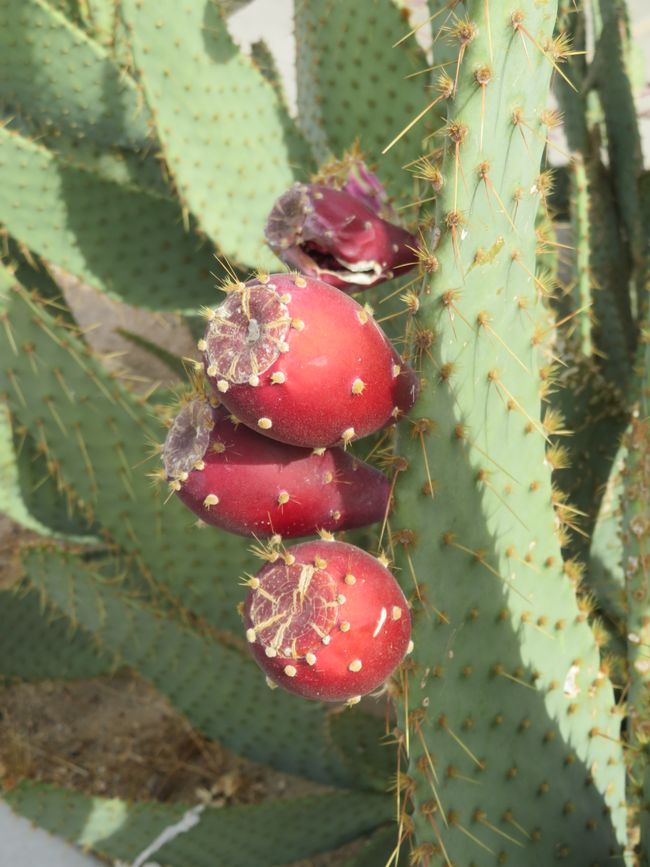 Joshua Tree