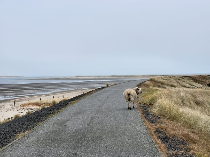 On the Dike