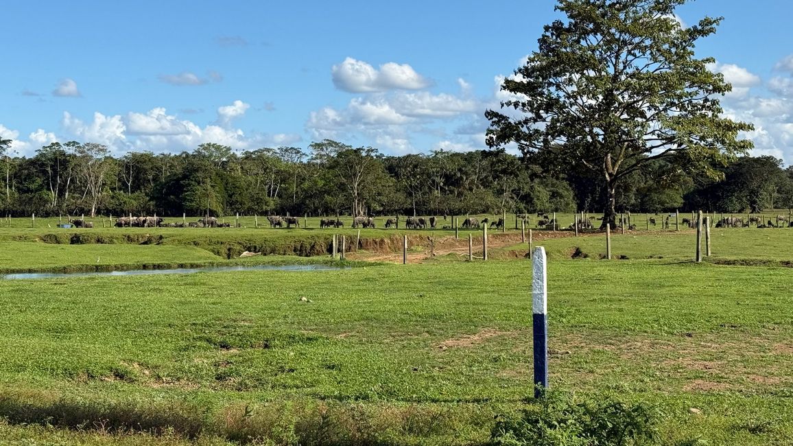 La tierra de búfalos