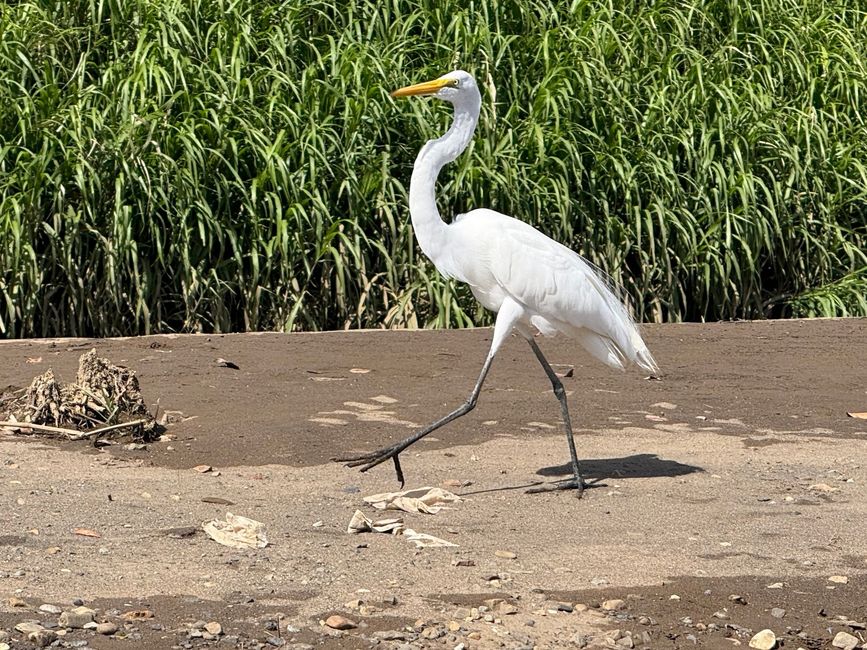Garza de cuello desnudo