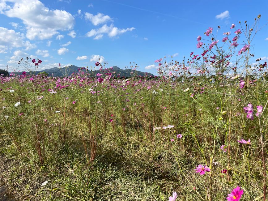 4.Kapitel: Ein bisschen vorzeitig ins Paradies
