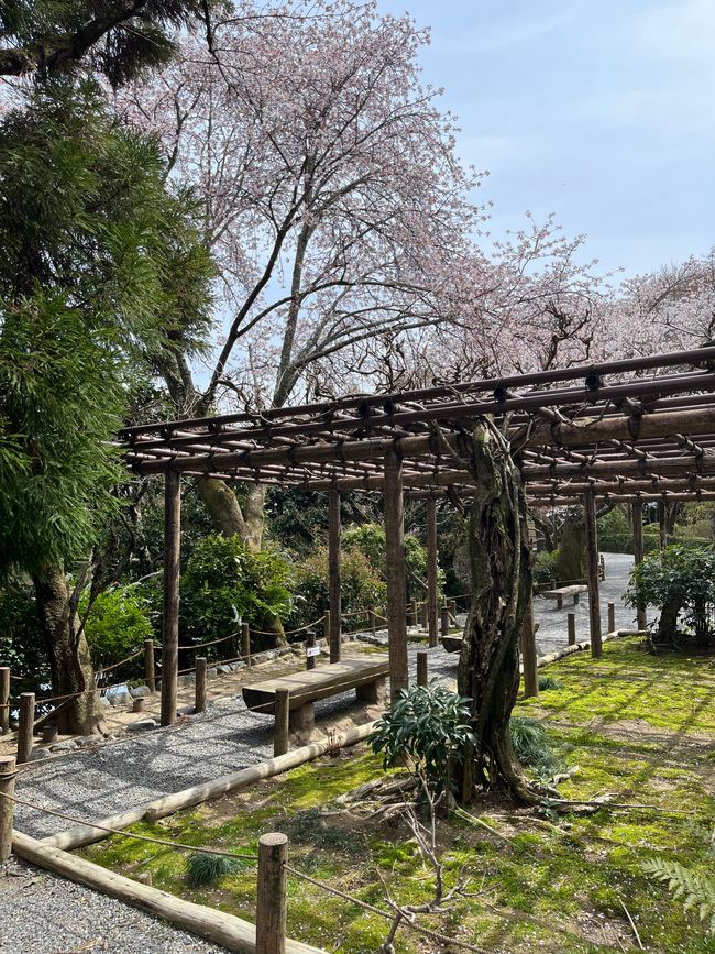 Kyoto-Sábado-05.04.25