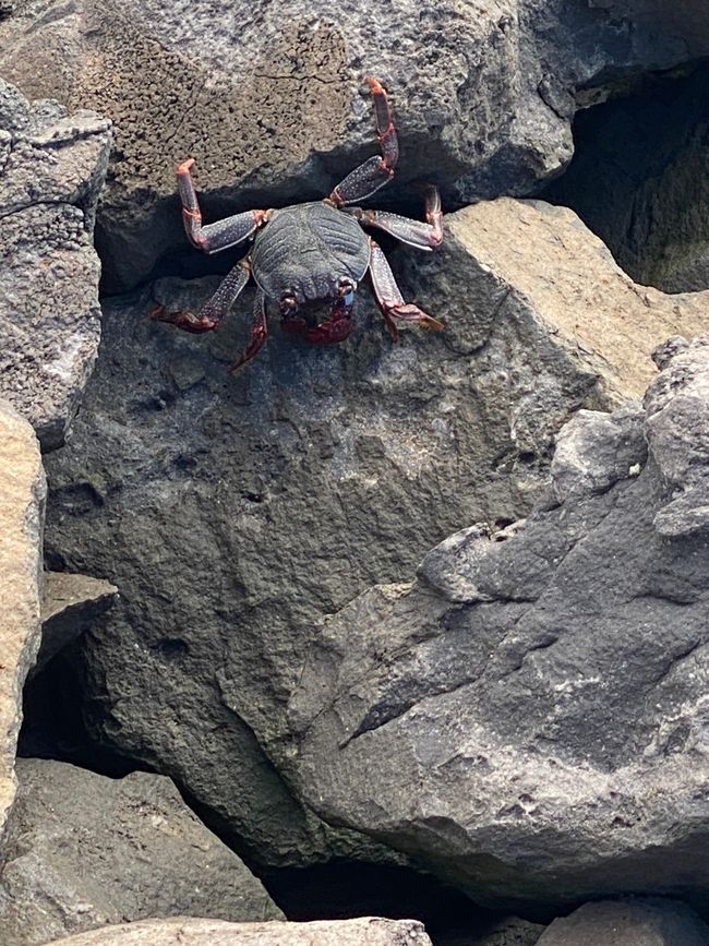 Eine Krabbe versteckt sich zwischen den Steinen