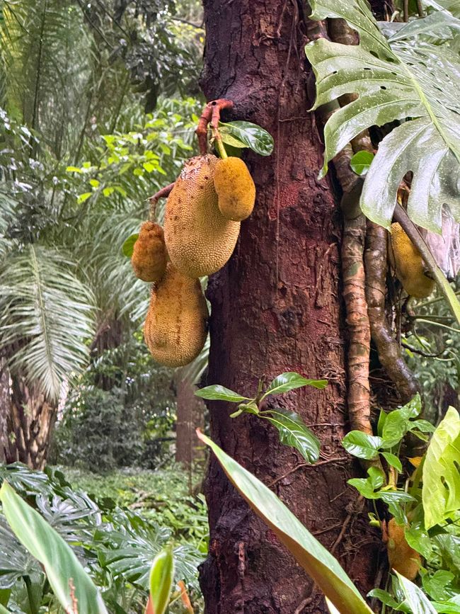 A jackfruit tree in a lush tropical forest, with several large ripe fruits hanging from the trunk. The scene feels humid and green, with dense foliage all around.