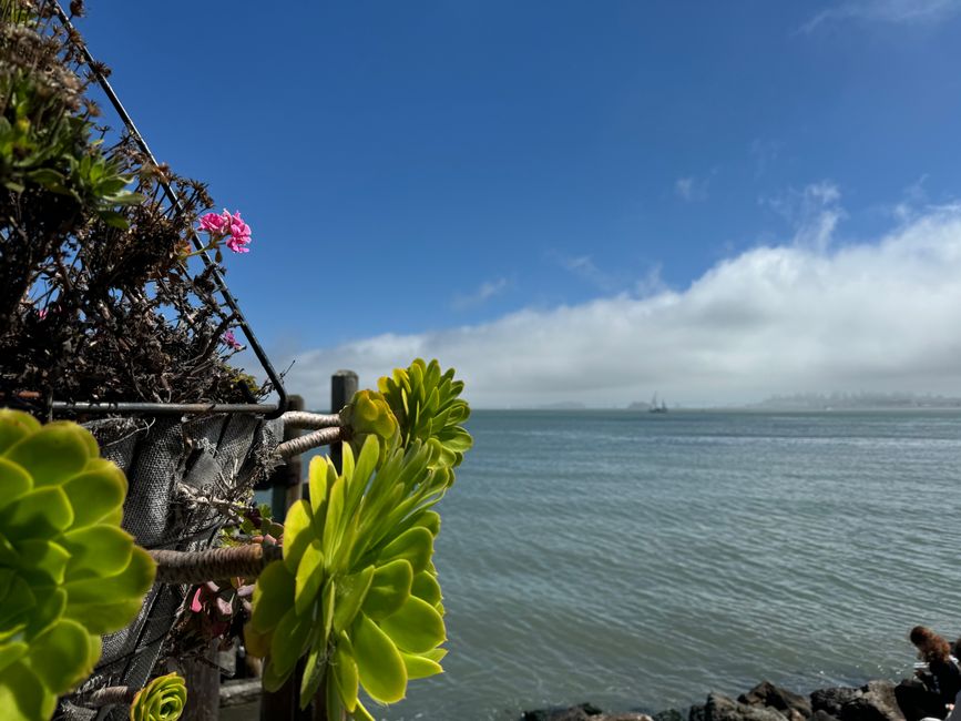 Day 16 - Sat. 14.9.2024, 
Sausalito