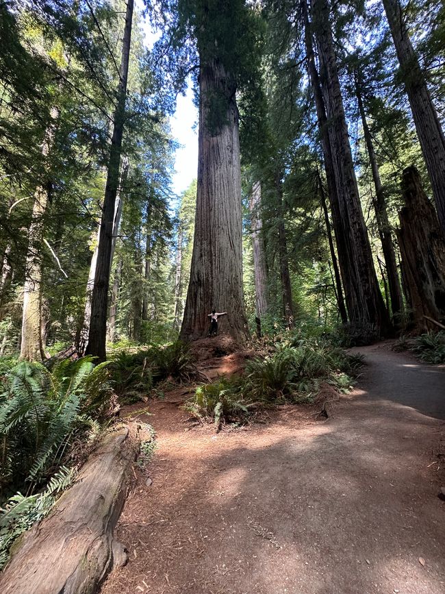 North Californian redwoods